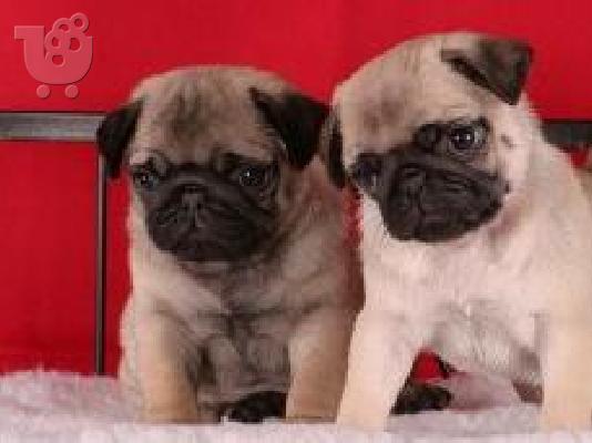 PoulaTo: cute pug puppies available